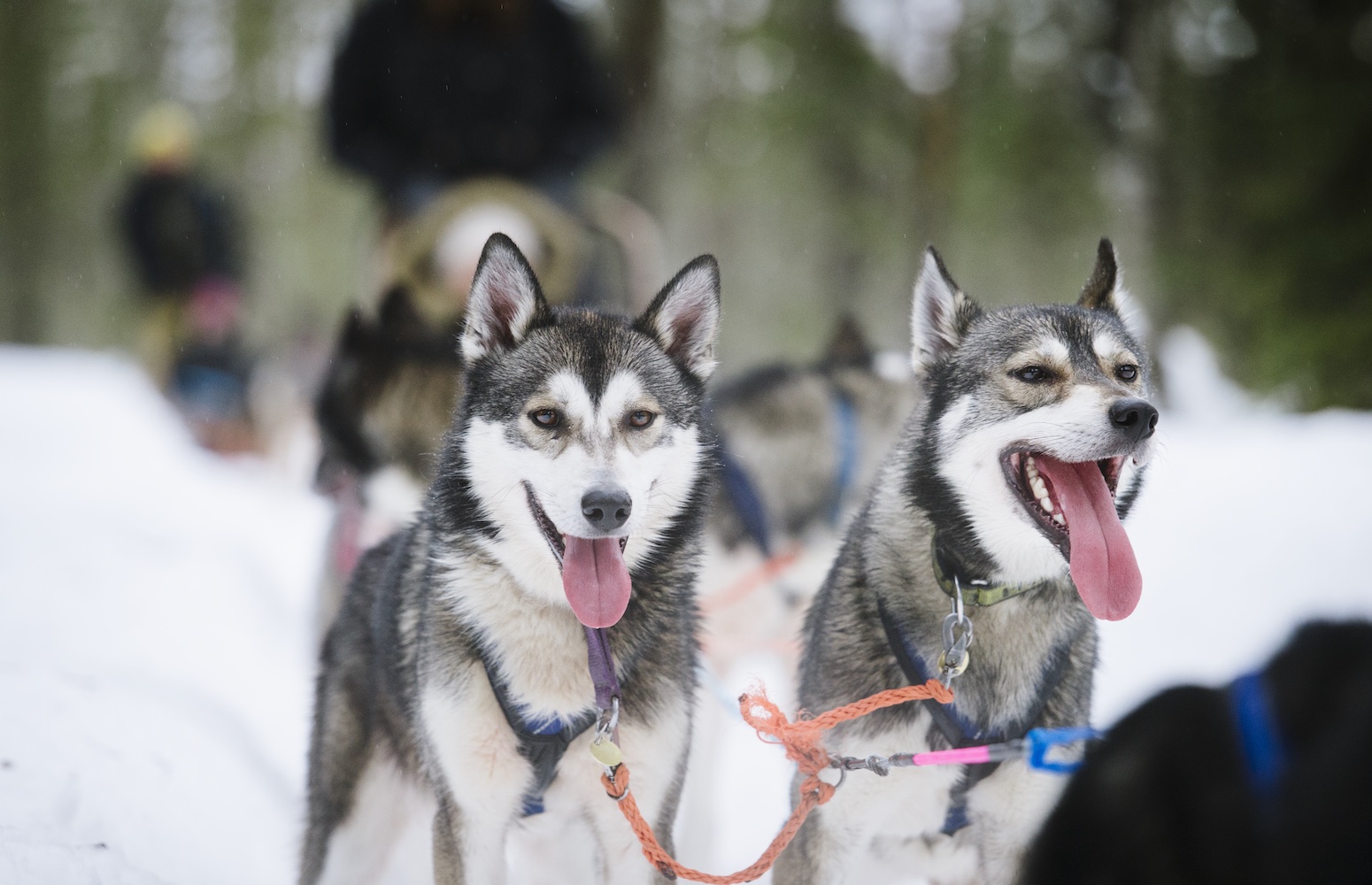 trineo de huskies rovaniemi